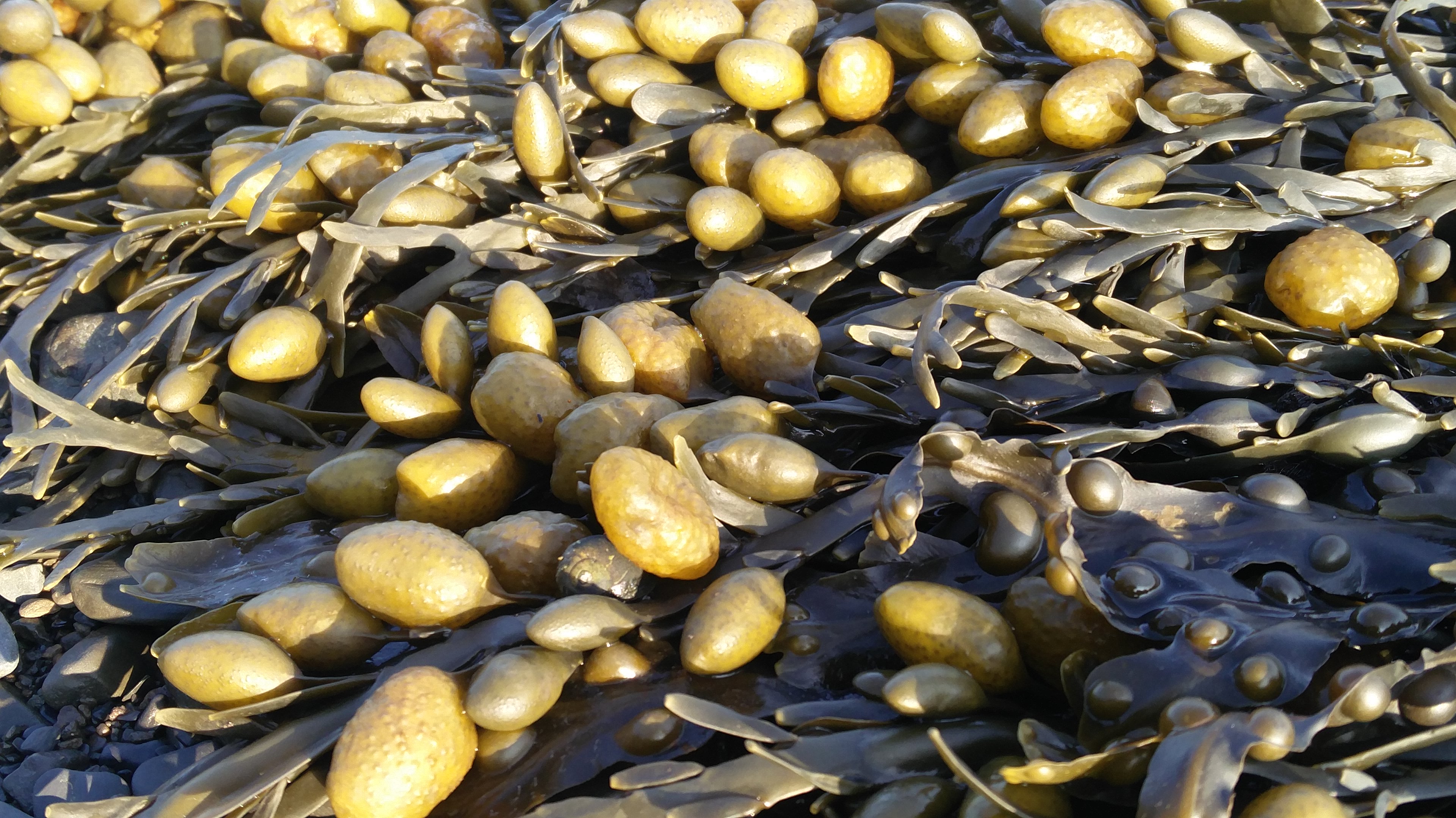 uronic acids in seaweed