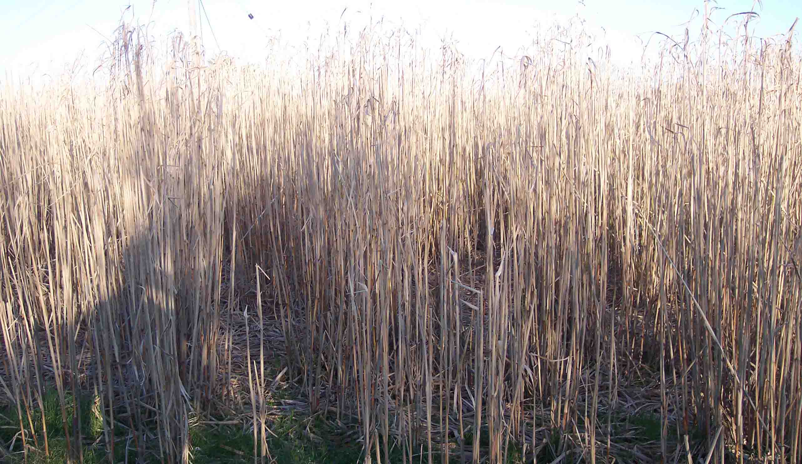 Miscanthus_late_harvest